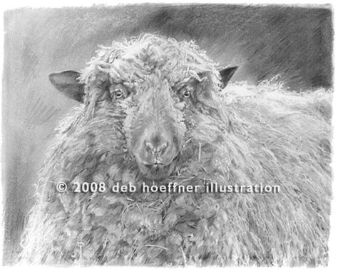 Howell Farm Dreadlocks - sheep in realistic animal pencil drawings by ...