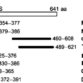 Structure And Functional Domains Of Ebna The Gly Gly Ala Repeat