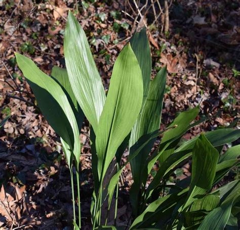 Growing Cast Iron Plant A Planting Guide Gardening Tips