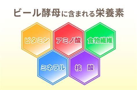 ビール酵母とは何？ビール酵母に含まれる栄養と身体への働きについて解説！｜わかもとラボ