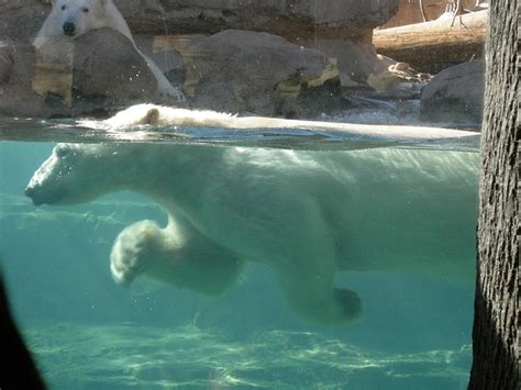 File:Polar bear swimming.jpg - Wikimedia Commons