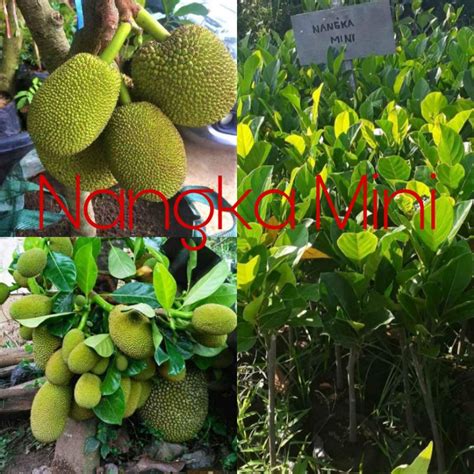 Jual POHON NANGKA MINI OKULASI Shopee Indonesia