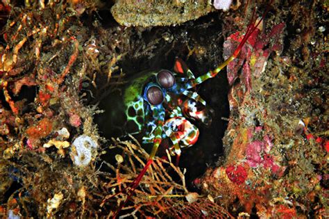 Sea Wonder: Peacock Mantis Shrimp | National Marine Sanctuary Foundation