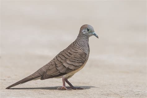 Zebra Dove – Birds of Singapore