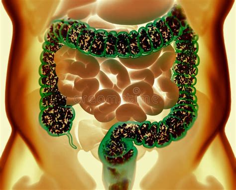 Gut Bacteria Microbiome Bacteria Inside The Large Intestine Concept