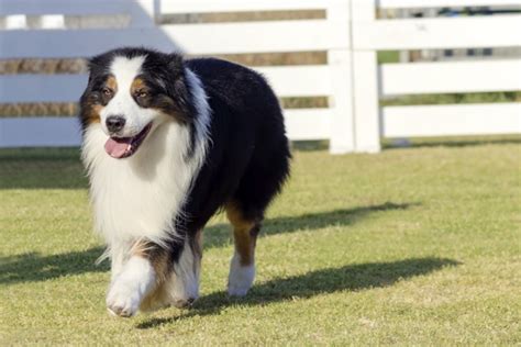 Are Mini Australian Shepherds Good With Other Dogs