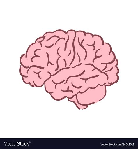 A Human Brain Royalty Free Vector Image Vectorstock