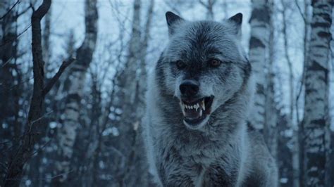 Game Of Thrones Direwolves