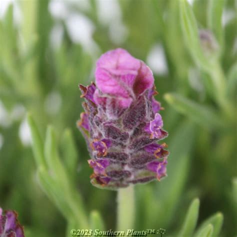 Lavender La Diva Series 140mm Southern Plants