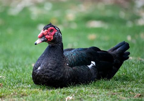 O que significa sonhar com pato preto no espiritismo? - Interpretação