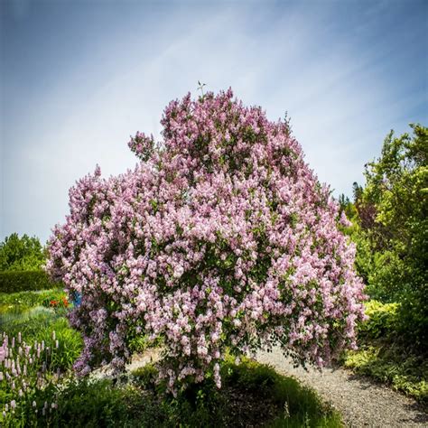 JAPANESE TREE LILAC - EDMONTON : Edmonton Arborist