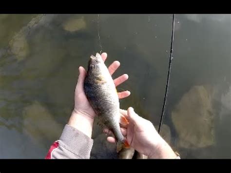 Pêche du carnassier en fleuves et rivières YouTube