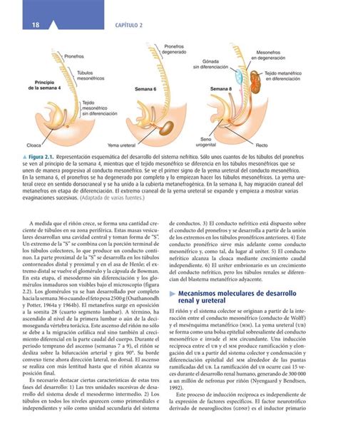 Smith Y Tanagho Urologia General 18a Ed Pdf