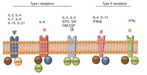 The Activation Of The Jakstat Signaling Pathway By Cytokines