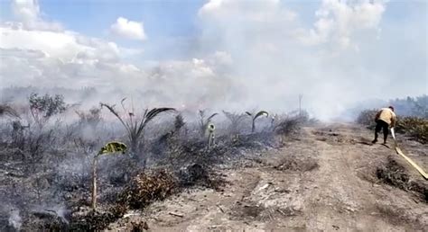 Karhutla Mulai Muncul Di Ketapang Hektar Lahan Di Sungai Besar