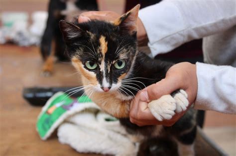 Galería Adopta y apoya al rescate de perritos en la Feria de