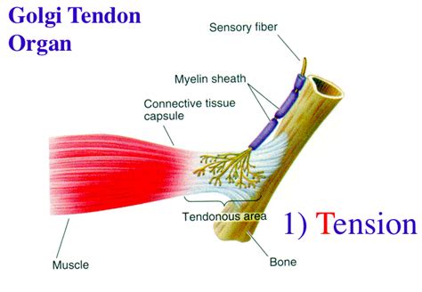 Muscle Spindle and Golgi Tendon Organ