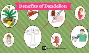 31 Benefits Of Dandelion Roots And Leaves