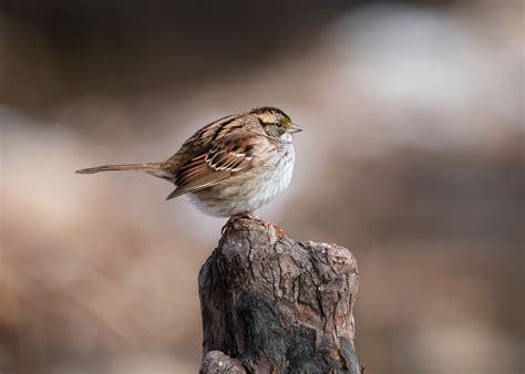 Cardinal Feather Photos, Download Free Cardinal Feather Stock Photos ...