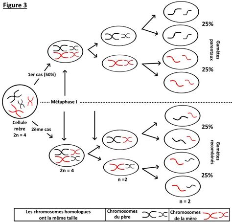 Chapitre 1 Les rôles de la méiose et de la fécondation dans la