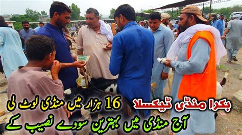 Friday Taxila Bakra Mandi Latest Update 18 August 2023 10K Ma Soda