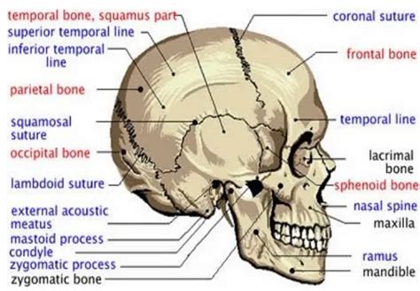 anatomi tengkorak kepala  koleksi gambar