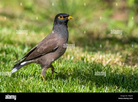 Mynah Birds High Resolution Stock Photography And Images Alamy