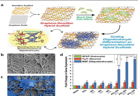 Figure 1 From Nanofibers In Tissue Engineering Andoral Implantology A Review Semantic Scholar