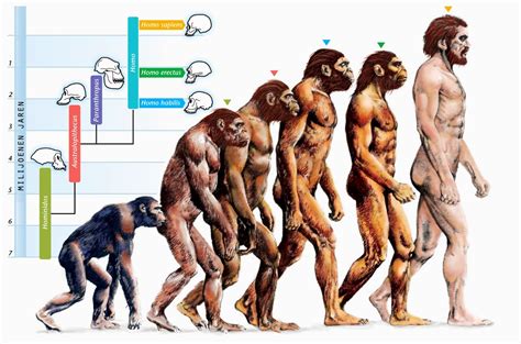 violetas LA EVOLUCIÓN DEL SER HUMANO