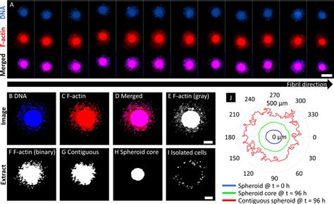 Spheroid Assay Platform Integration A Gravityplus Tm Hanging Drop Download Scientific Diagram