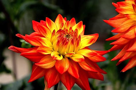 Dahlia Flowers Plants Free Photo On Pixabay Pixabay