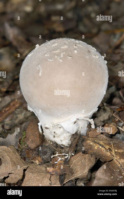 Flaky Puffball Hi Res Stock Photography And Images Alamy