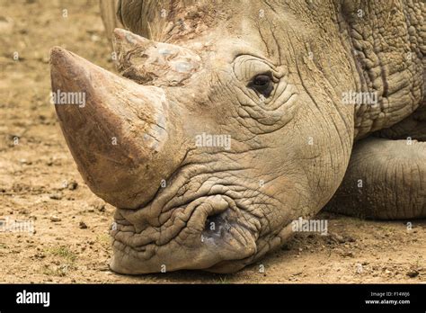 Rhino lies with his head on the ground looking sad Stock Photo - Alamy