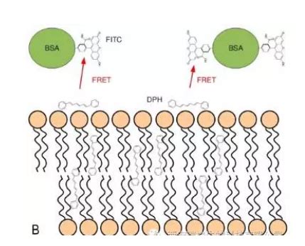 如何用荧光素FITC标记牛血清白蛋白FITC BSA 哔哩哔哩