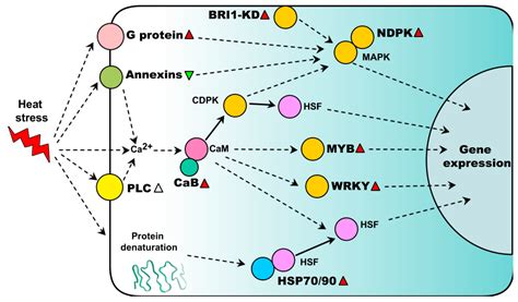 IJMS Free Full Text Heat Responsive Photosynthetic And Signaling