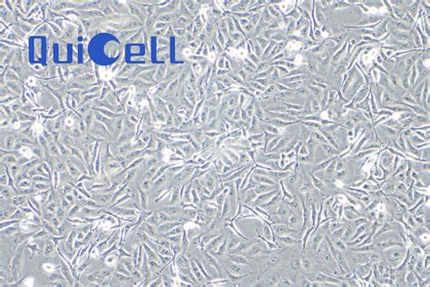 Mda Mb 231人乳腺癌细胞 上海葵赛生物科技有限公司shanghai Quicell Biotechnology Co Ltd