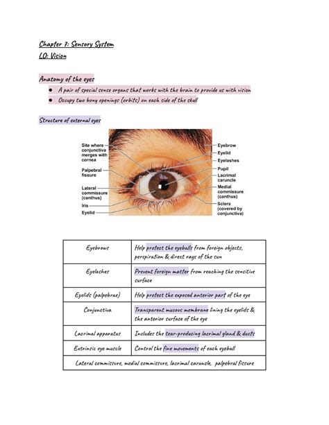 Chapter Sensory System Vision Fisiologi Dan Anatomi Manusia Usm