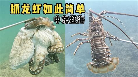 《环球探海记》阿曼 第52天：今天在阿拉伯赶海，竟然又被我发现龙虾窝啦 抓龙虾 赶海 阿曼 旅行 Youtube