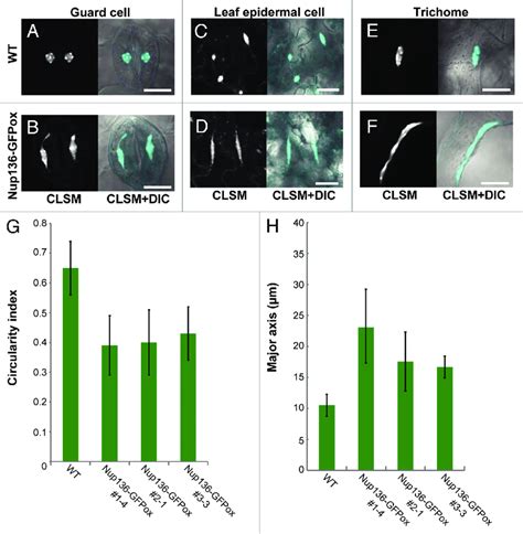 Overexpression Of Nup136 Gfp Altered Nuclear Morphology A F The