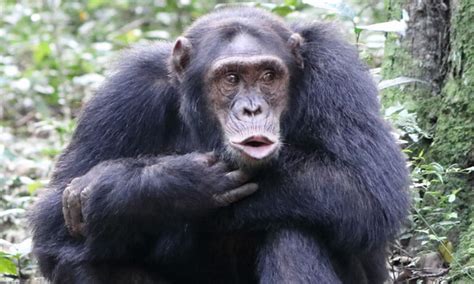 Days Nyungwe Chimpanzee Tracking Tour Gorilla Tour Rwanda