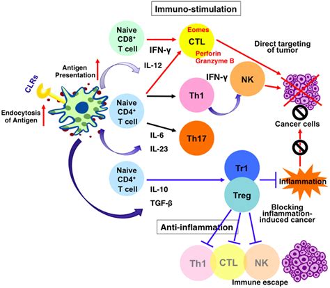 Frontiers Targeting C Type Lectin Receptors For Cancer Immunity