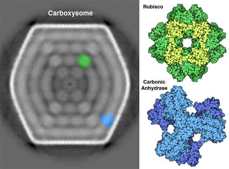 Pdb Molecule Of The Month Carbon Capture Mechanisms