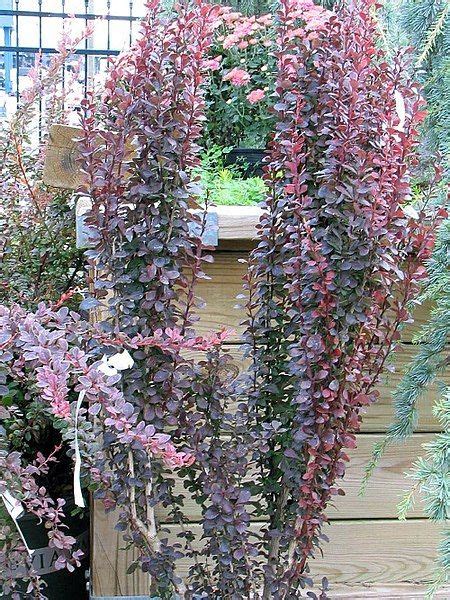 Japanese Barberry Helmond Pillar Berberis Thunbergii F Atropurpurea Helmond Pillar