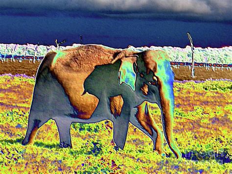 Elephant in Sri Lanka Digital Art by Blondia Bert