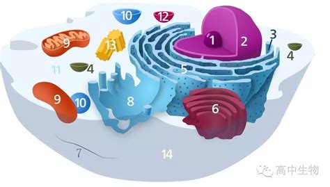 学习干货丨细胞内细胞器的分类归纳