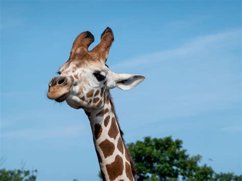 Premium Photo Close Up Of Giraffe Against Blue Sky