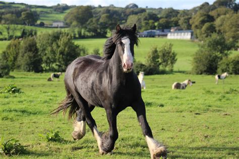 Irish Cobs For Sale Cairnview Stud