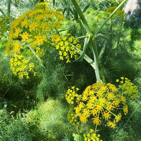 Фенхель обыкновенный (Foeniculum vulgare) - PictureThis