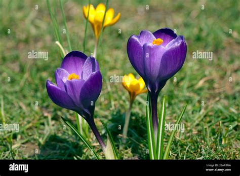 Gartenkrokus Krokus Crocus Vernus Stock Photo Alamy