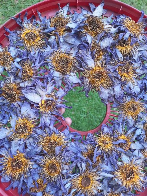 Organic Egyptian Blue Lotus Flowers Whole Flowers & Crushed Flowers ...